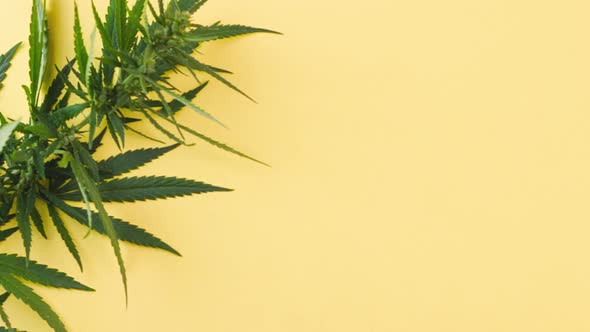 a Large Bush of Fresh Green Marijuana Lies on a Pastel Yellow Background with