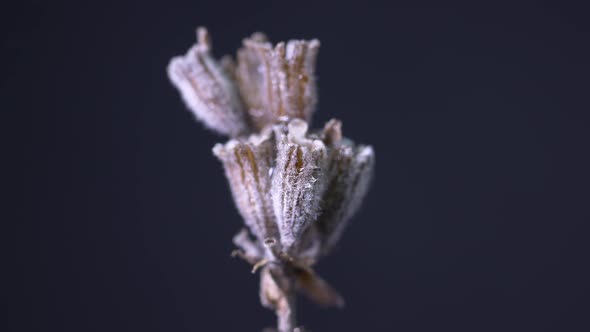 Dried Lavender Flowers With Raindrops Falling In Blue Background. - Close Up Shot