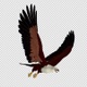 American Eagle - USA Flag - Flying Transition - V - 68