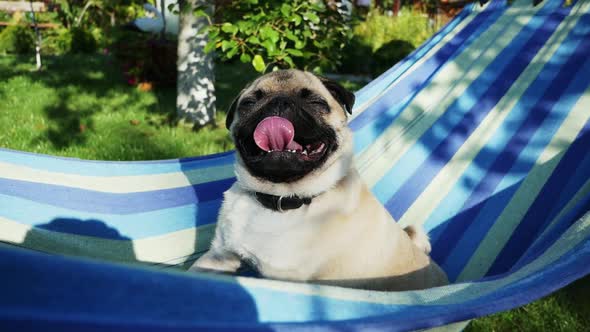 Cute Pug Dog Resting and Swinging in a Hammock, Sitting and Basking in the Sun