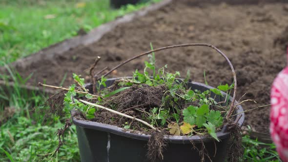 Dropping Weeds From the Garden Into a Bucket to Convert to Fertilizer