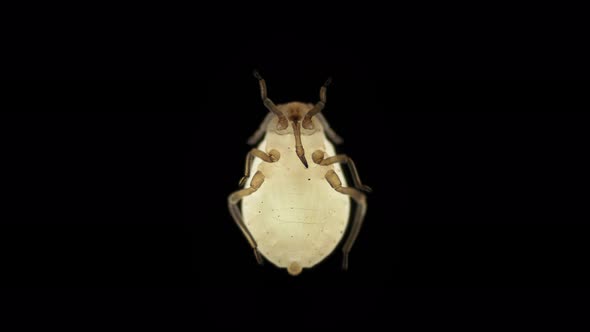 Aphid Under a Microscope Order Hemiptera an Insect Living on Leaves of Trees and Shrubs Feeds on