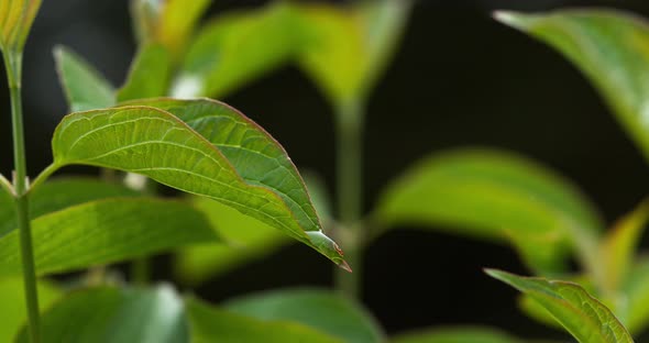 900010 Rain falling From Leaf, Normandy, Slow motion 4K