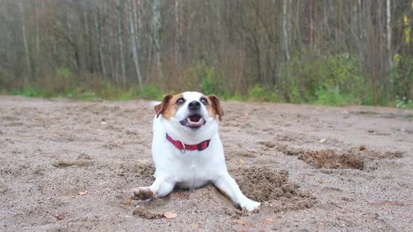 Very funny dog Jack Russell Terrier having fun walking in the park.