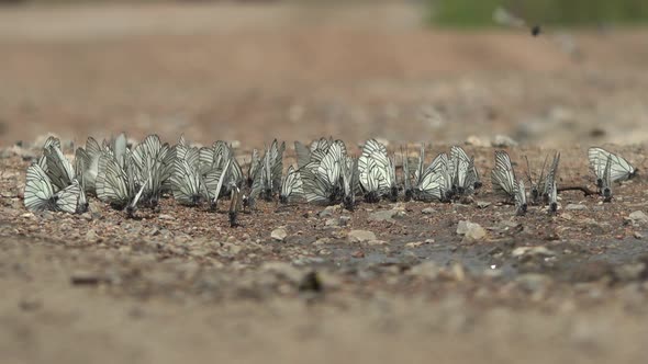 Large Flock of Aporia Crataegi Butterflies and Black-Veined White Butterfly on Ground Surface