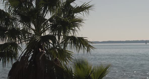 Two palm trees with Charleston Harbor backdrop