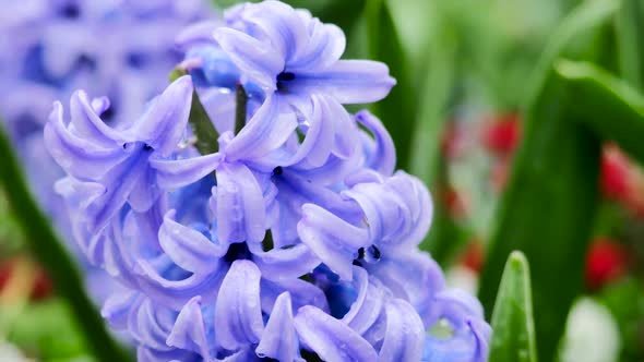 Purple  Flowering Hyacinth Plant