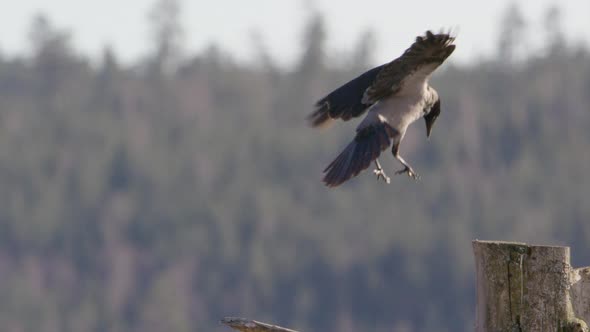 Hooded crow landing on a branch in Sweden, slow motion