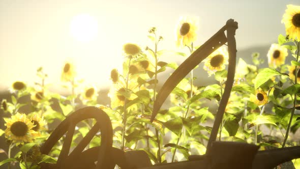 Old Vintage Style Scythe and Sunflower Field