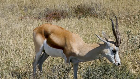 Thomson's Gazelle Grazing in Etosha NP Namibia