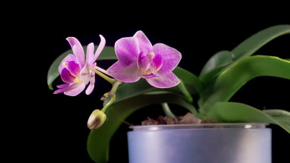 Blooming Pink Orchid Phalaenopsis Flower