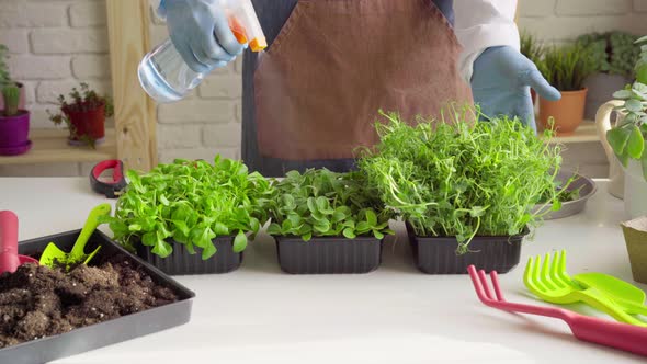 Gardener Spraying Water to Growing Microgreen Sprouts Close Up