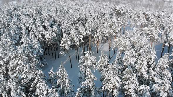 Flying Over a Snowy Winter Forest on a Sunny Day
