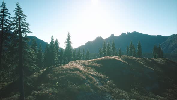 Trees on Meadow Between Hillsides with Conifer Forest