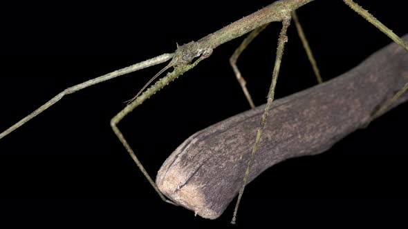 Stick Insect Medauroida Extradentata, Family Phasmatidae.