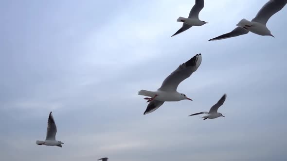 Seagulls Flying In The Gray Clean Sky. Close Up Flock Of Birds Flies Slow Motion. 4