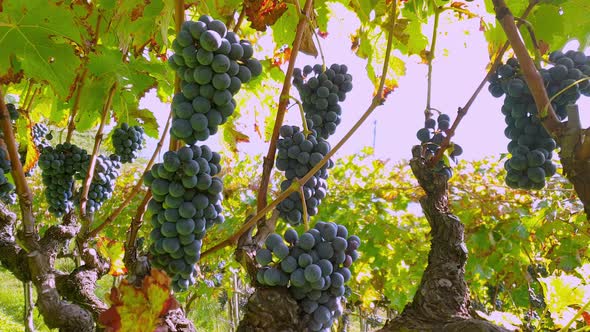 Ripe Cabernet grapes on vines.