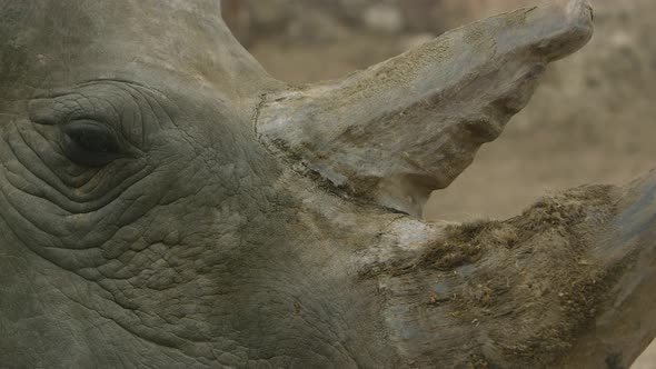 white rhinoceros face close up with jagged horns