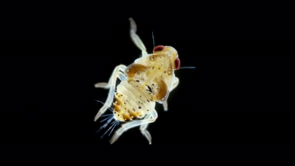 the Larva Is Under a Microscope, the Stage of a Nymph Is a Grass Flea of the Psyllidae Family