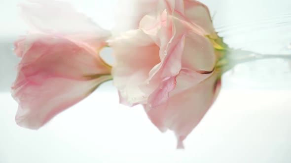 Two Beautiful Pink Roses Are in Clear Crystalline Water. Water Pours in a Stream and Air Bubbles