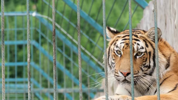 Wild Tiger Locked in Captivity in a Cage