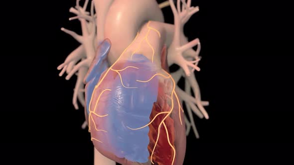 Human heart, realistic anatomy 3d model of human heart on the monitor,