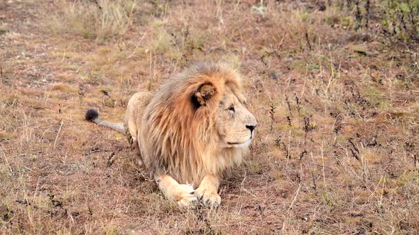 Wild Lions Pride in African Savannah Resting in the Morning Sunrise Rays