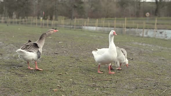 Three geese near the river