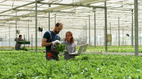 Team of Agronomy Engineers Working in a Modern Greenhouse