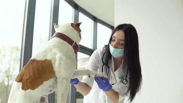 Woman Veterinarian in Medical Mask Inspects the Dog in Veterinary Clinic. Medical Business