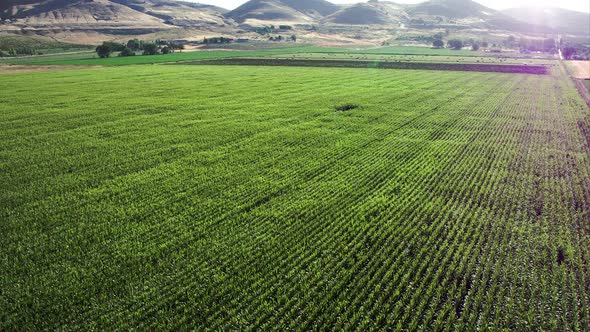 Slowly flying over cornfield