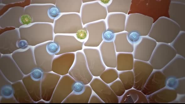 3D Microbiology Animated cells that protect the immune system