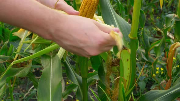 A Corn Cob is Plucked From a Branch a Peel is Removed in a Corn Field an Agronomist Checks the State