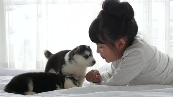 Cute Asian Girl Playing With Siberian Husky Puppy Slow Motion 