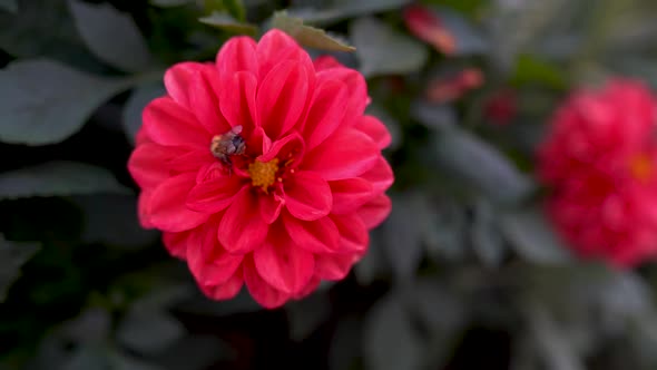 Honey Bee is Collecting Pollen on Red Flower