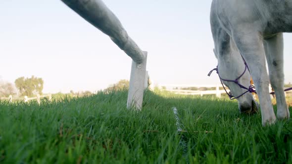 Horse grazing grass in ranch 