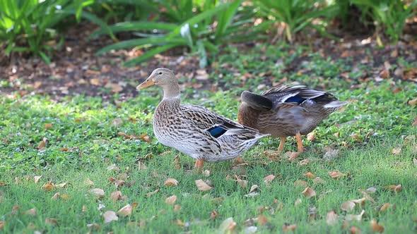 Two Ducks in the Park in Abu Dhabi UAE