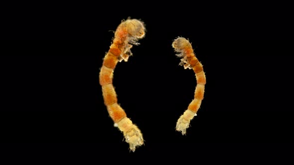 The Caterpillar-shaped or Eruciform Larva Under the Microscope