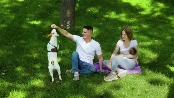 Happy Family Playing with Pet Jack Russell Terrier in Summer Park