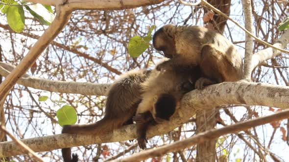 A troop of new world capuchin monkeys groom each other in the treetops of the Brazilian Pantanal