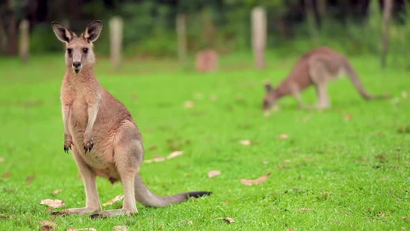 Iconic Australian Kangaroo in Park Surroundings