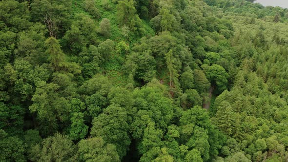 Aerial view over coniferous trees.