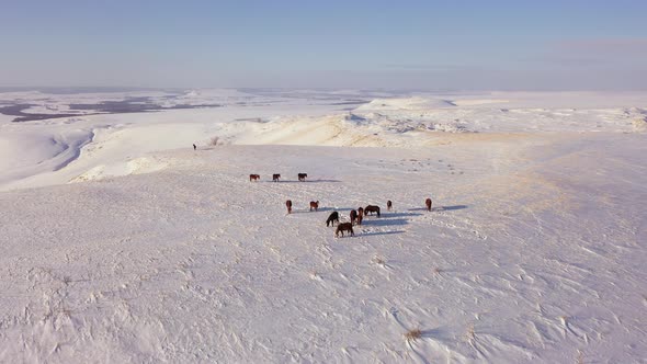 Aerial View of a Herd of Horses Grazing in a Field in Winter