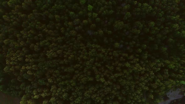 Aerial Video of Mountains and Summer Forest