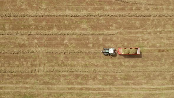 Tractor pulling loader collecting dry grass in windrow lines, top down aerial