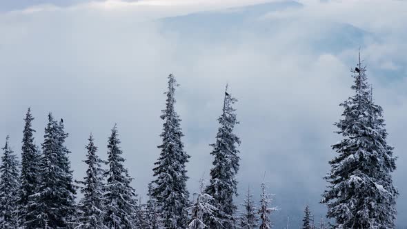 Beautiful Mountain Day, Cloudy Winter Fir-tree