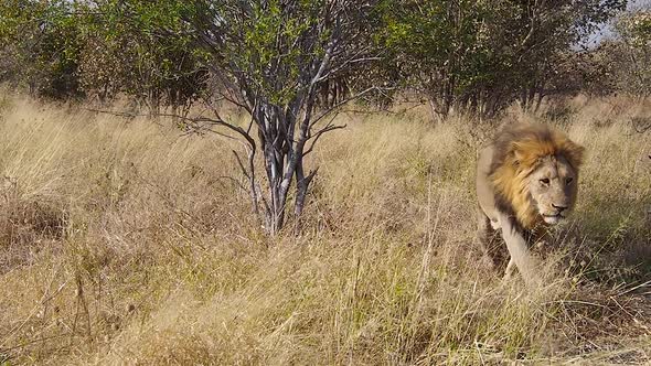 Lion in the savannah, Chobe National Park, Botswana