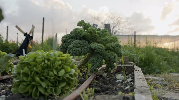 Organic vegetables in a small rural garden during sunset