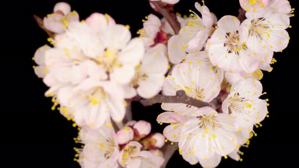 White Flowers Blossoms on the Branches of Apricot Tree