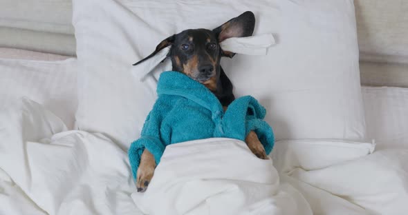 Poor Dachshund with Earplugs and in Terry Robe After Shower Lies Under Warm Duvet Trying to Fall